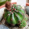 Parodia_ottonis